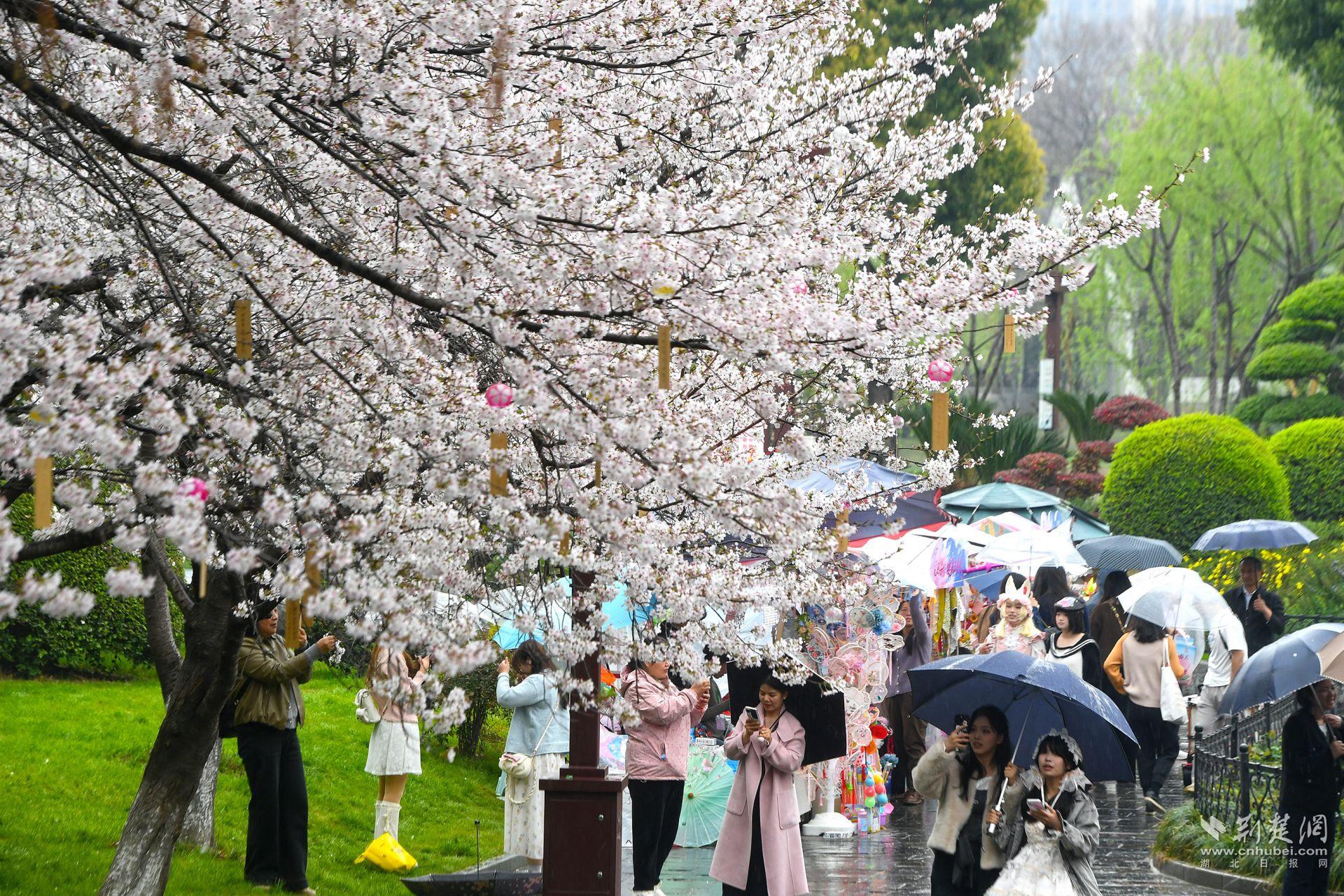 市民在堤角公園雨中賞櫻，1300余株櫻花按花期分為早、中、晚三期，紅粉白綠四色交織，花期可持續(xù)至四月上旬，游客總能找到心頭好.j