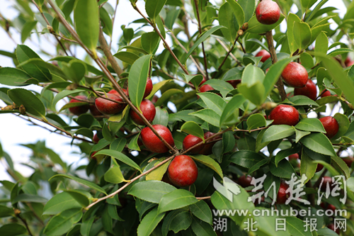 QQ圖片20181202000149.jpg QQ圖片20181202000149.jpg